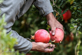 برداشت انار از باغات ارسنجان فارس