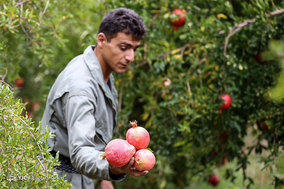 برداشت انار از باغات ارسنجان فارس