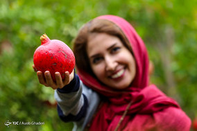 برداشت انار از باغات ارسنجان فارس