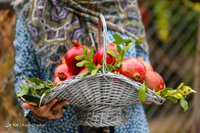 برداشت انار از باغات ارسنجان فارس