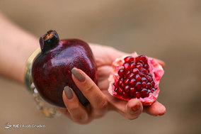 برداشت انار از باغات ارسنجان فارس