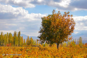پاییز ایهر