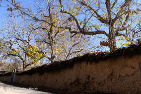 طبیعت پاییزی شیراز
