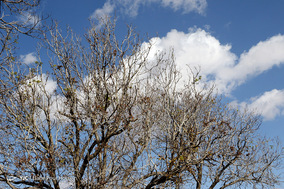 طبیعت پاییزی شیراز