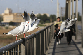 پرندگان مهاجر کارون