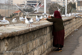 مهاجرت مرغان دریایی _ شیراز