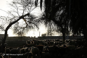 واکسیناسیون تب برفکی در روستای سید حسن شهر الهایی