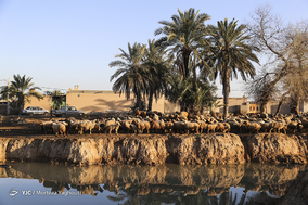 واکسیناسیون تب برفکی در روستای سید حسن شهر الهایی