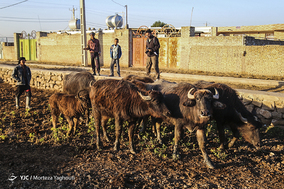 واکسیناسیون تب برفکی در روستای سید حسن شهر الهایی