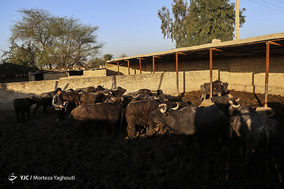 واکسیناسیون تب برفکی در روستای سید حسن شهر الهایی