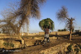 واکسیناسیون تب برفکی در روستای سید حسن شهر الهایی