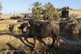 واکسیناسیون تب برفکی در روستای سید حسن شهر الهایی
