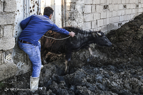 واکسیناسیون تب برفکی در روستای سید حسن شهر الهایی