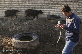 واکسیناسیون تب برفکی در روستای سید حسن شهر الهایی