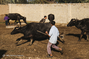 واکسیناسیون تب برفکی در روستای سید حسن شهر الهایی