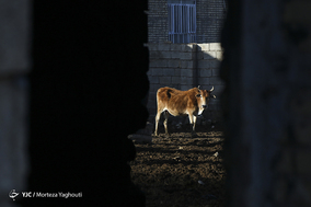 واکسیناسیون تب برفکی در روستای سید حسن شهر الهایی