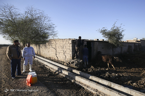واکسیناسیون تب برفکی در روستای سید حسن شهر الهایی