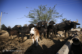 واکسیناسیون تب برفکی در روستای سید حسن شهر الهایی