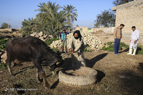 واکسیناسیون تب برفکی در روستای سید حسن شهر الهایی