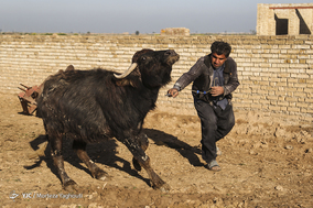 واکسیناسیون تب برفکی در روستای سید حسن شهر الهایی