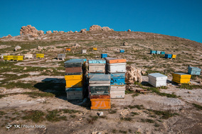 تولدی دوباره