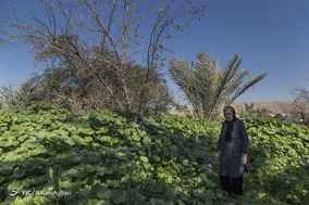 مسجدسلیمان نفت خیز ولی محروم