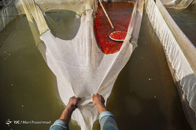 پرورش «ماهی قرمز»