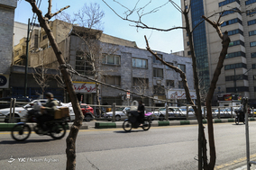 مرگ تدریجی درختان خیابان ولیعصر (عج)
