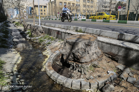 مرگ تدریجی درختان خیابان ولیعصر (عج)