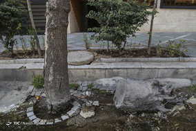 مرگ تدریجی درختان خیابان ولیعصر (عج)