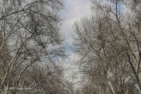 مرگ تدریجی درختان خیابان ولیعصر (عج)