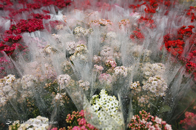 بازار گل  در آستانه ی سال نو