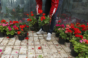 بازار گل  در آستانه ی سال نو