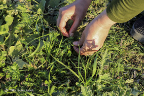 روز طبیعت در روستاهای کفشگیری گرگان