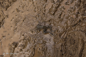 معمولان در گرداب سیل