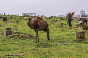 قوش تپه؛ پناهگاه طیور سیل زده