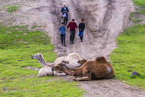 قوش تپه؛ پناهگاه طیور سیل زده