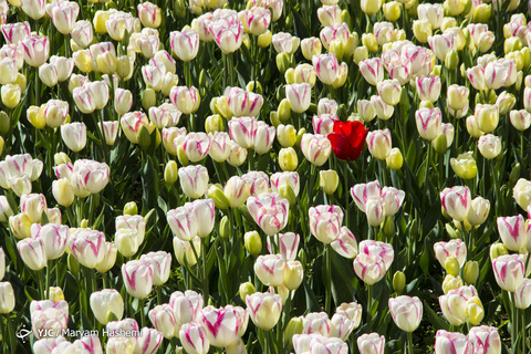 جشنواره گل‌های لاله کرج