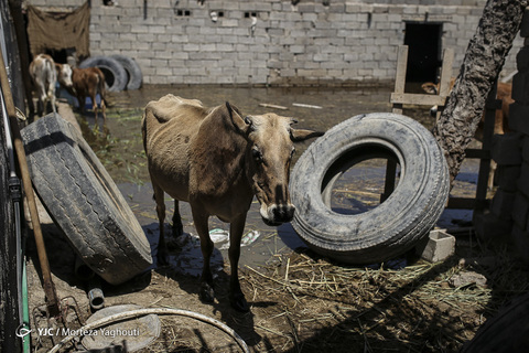 سیلاب در روستای ابوشلوگ تالاب شادگان استان خوزستان