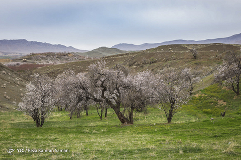 به شکوفه نشستن بادامستان‌های شهرستان سامان