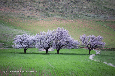 طبیعت بهاری همدان