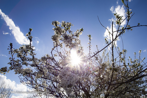 طبیعت بهاری همدان
