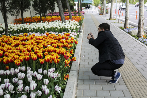 لاله‌ای برای مادران