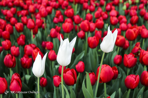 لاله‌ای برای مادران