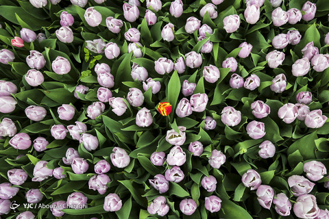 لاله‌ای برای مادران