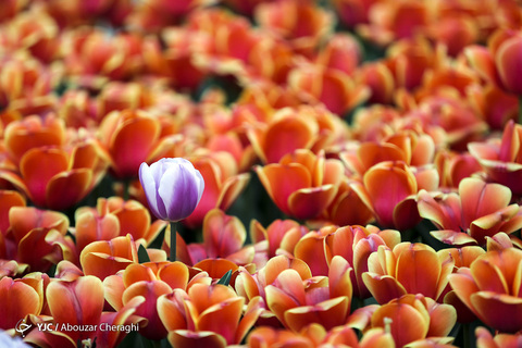 لاله‌ای برای مادران