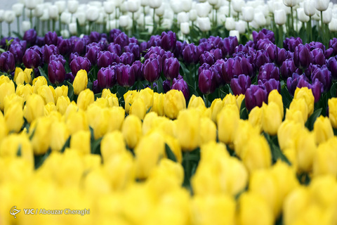 لاله‌ای برای مادران