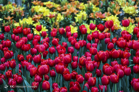لاله‌ای برای مادران