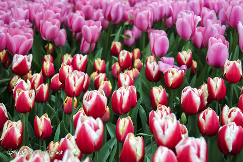 لاله‌ای برای مادران