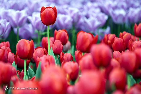 لاله‌ای برای مادران